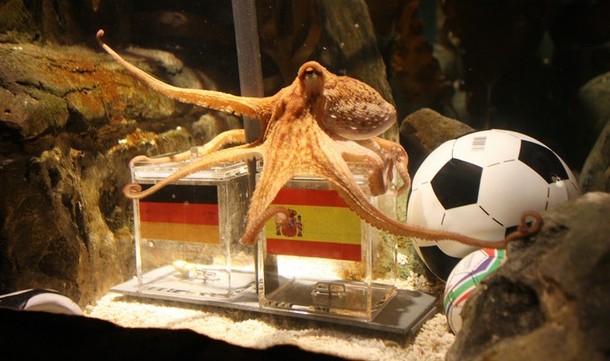 'Octopus oracle' keeps perfect record as Germans demand he's turned into paella
